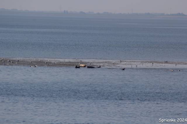 20240626-img-5540 - Afbeelding 9 van 39