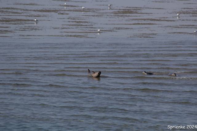 20240626-img-5542 - Afbeelding 10 van 39