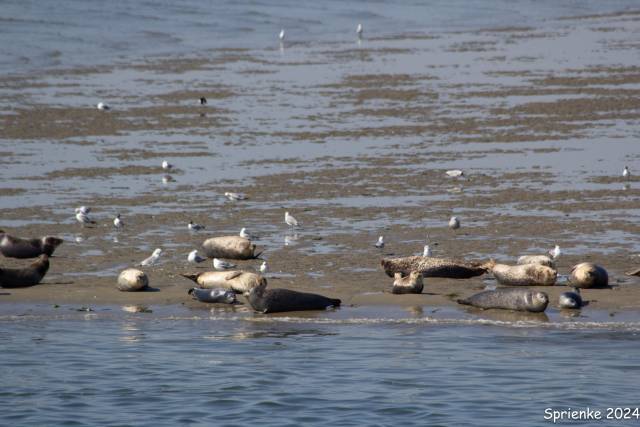 20240626-img-5544 - Afbeelding 11 van 39