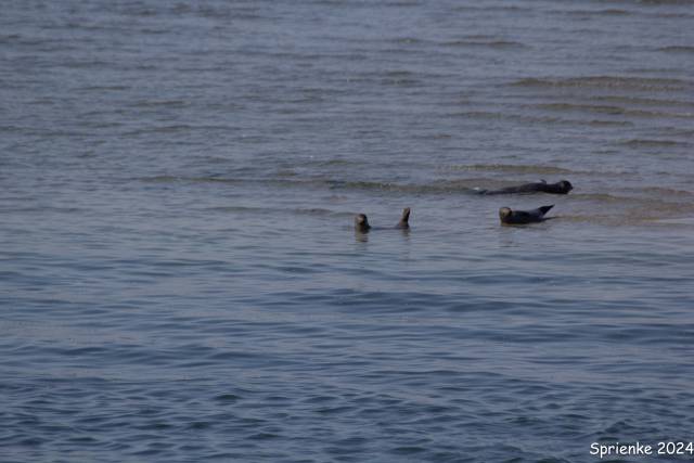 20240626-img-5545 - Afbeelding 12 van 39