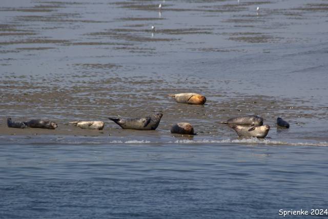 20240626-img-5549 - Afbeelding 15 van 39